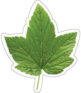 schoolgirl style woodland whimsy green leaves cutouts, 36 leaf cutouts for bulletin board & classroom decor, spring greenery classroom cut-outs, cutouts for classroom summer bulletin board decorations