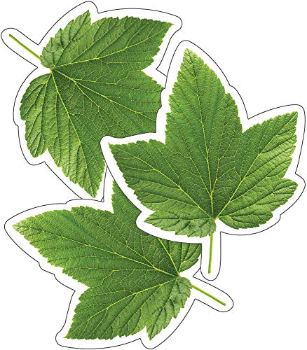 Schoolgirl Style Woodland Whimsy Green Leaves Cutouts, 36 Leaf Cutouts For Bulletin Board & Classroom Decor, Spring Greenery Classroom Cut-outs, Cutouts For Classroom Summer Bulletin Board Decorations