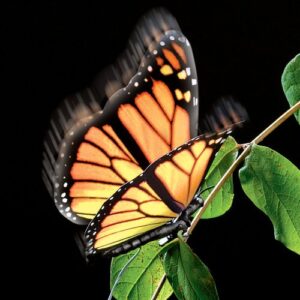 active aliforms monarch moving butterfly