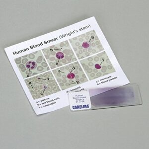 human blood self-study kit, microscope slide