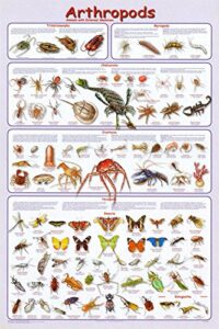 laminated arthropods insects educational science chart crustacea hexaoda poster 24 x 36