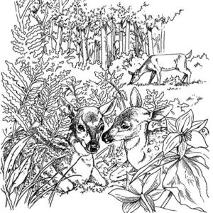 A Walk in the Woods (Dover Nature Coloring Book)