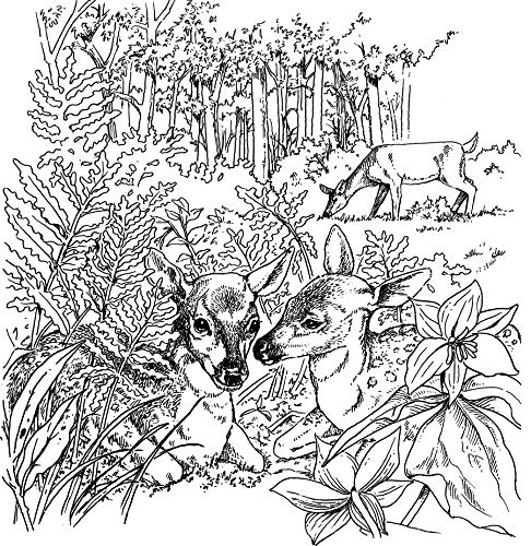 A Walk in the Woods (Dover Nature Coloring Book)