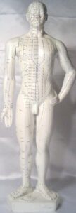 human acupuncture model, height 20″