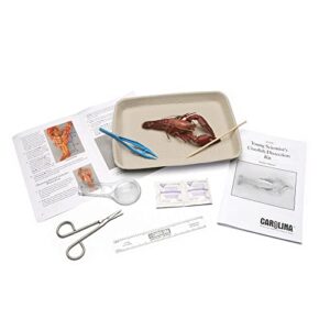 young scientist crayfish dissection kit