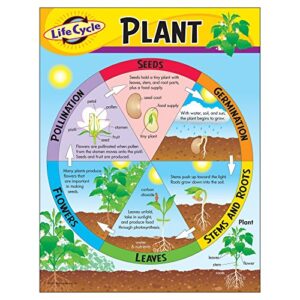 trend enterprises, inc. life cycle of a plant learning chart, 17″ x 22″