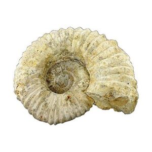 natural dinosaurs rock ammonite fossil – medium – 5″-7″ wide