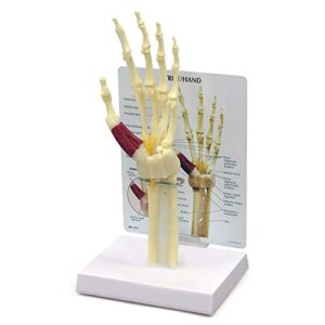 hand & wrist model | human body anatomy replica of hand & wrist w/carpal tunnel for doctors office educational tool | gpi anatomicals