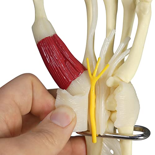 Hand & Wrist Model | Human Body Anatomy Replica of Hand & Wrist w/Carpal Tunnel for Doctors Office Educational Tool | GPI Anatomicals