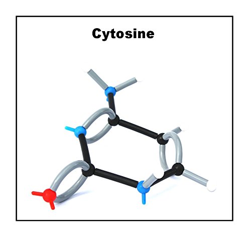 Organic Chemistry Molecular Model Set (140 Pieces)