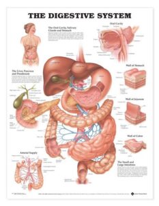 the digestive system anatomical chart 20″ x 26″ laminated