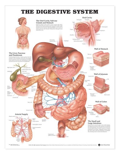 The Digestive System Anatomical Chart 20" X 26" Laminated