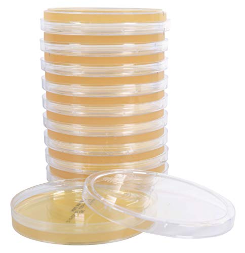 Emmon's Sabdex (Sabouraud Dextrose) Agar, for The Culturing of Fungi and Yeast, Deep Fill, 15x100mm Plate, Order by The Package of 10, by Hardy Diagnostics