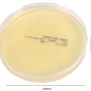 Emmon's Sabdex (Sabouraud Dextrose) Agar, for The Culturing of Fungi and Yeast, Deep Fill, 15x100mm Plate, Order by The Package of 10, by Hardy Diagnostics