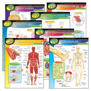 trend enterprises, inc. t-38913 the human body learning charts combo pack, set of 7, multi