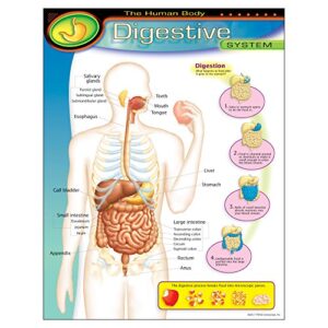 the human body–digestive system learning chart