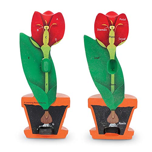 Learning Resources Cross-Section Flower Model, Classroom Foam Demonstration Model, Teaching Aids, 2 Piece Model, Grades 2+, Ages 7+