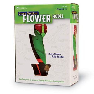 Learning Resources Cross-Section Flower Model, Classroom Foam Demonstration Model, Teaching Aids, 2 Piece Model, Grades 2+, Ages 7+