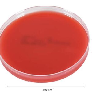 Blood Agar Plate, 5% Sheep Blood in Tryptic Soy Agar (TSA) Base, EH (Enhanced Hemolysis), 15x100mm Plate, Order by The Package of 10, by Hardy Diagnostics