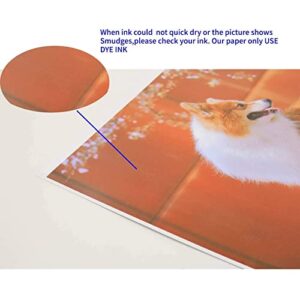 Koala Thin Inkjet Printer Paper for DIY Chip Bag and Print Brochure Flyer 8.5x11 Inches Glossy 100 Sheets 36Lb