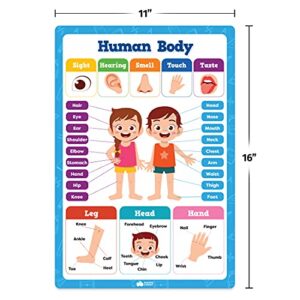 20 Classroom Educational Posters For Preschoolers Toddlers Kindergarten Elementary - 16" x 11" - 20pcs - Learning Posters For Toddlers Wall Preschool Kindergarten Kids Posters Classroom Supplies Decor