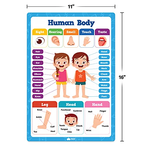 20 Classroom Educational Posters For Preschoolers Toddlers Kindergarten Elementary - 16" x 11" - 20pcs - Learning Posters For Toddlers Wall Preschool Kindergarten Kids Posters Classroom Supplies Decor