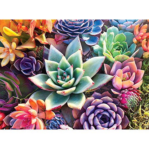 eniref Paint by Numbers for Adults, Drawing On Canvas Paintwork with Paintbrushes Acrylic Paints,Without Frame DIY Succulent Plants Oil Painting for Home Wall Decoration16x20 Inch