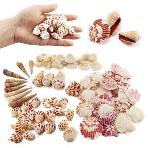 weoxpr 200pcs sea shells mixed ocean beach seashells, various sizes natural seashells for fish tank, home decorations, beach theme party, candle making, wedding decor, diy crafts, fish tan