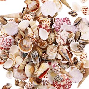 Weoxpr 200pcs Sea Shells Mixed Ocean Beach Seashells, Various Sizes Natural Seashells for Fish Tank, Home Decorations, Beach Theme Party, Candle Making, Wedding Decor, DIY Crafts, Fish Tan