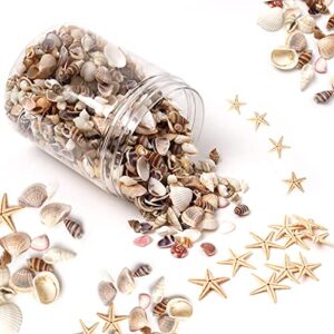 hapy shop 1200 pcs tiny sea shells small natural starfish mixed ocean beach spiral seashells for home decorations,wedding decor,candle making,beach theme party,diy crafts and vase filler