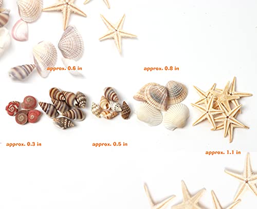 HAPY SHOP 1200 PCS Tiny Sea Shells Small Natural Starfish Mixed Ocean Beach Spiral Seashells for Home Decorations,Wedding Decor,Candle Making,Beach Theme Party,DIY Crafts and Vase Filler