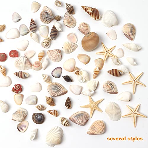 HAPY SHOP 1200 PCS Tiny Sea Shells Small Natural Starfish Mixed Ocean Beach Spiral Seashells for Home Decorations,Wedding Decor,Candle Making,Beach Theme Party,DIY Crafts and Vase Filler