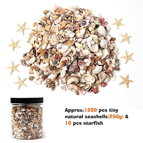 HAPY SHOP 1200 PCS Tiny Sea Shells Small Natural Starfish Mixed Ocean Beach Spiral Seashells for Home Decorations,Wedding Decor,Candle Making,Beach Theme Party,DIY Crafts and Vase Filler