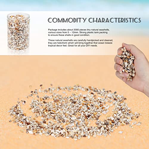 Weoxpr 2000 Pcs Tiny Sea Shells Mixed Ocean Beach Spiral Seashells Craft Charms for Home Decorations, Beach Theme Party, Candle Making, Wedding Decor, DIY Crafts, Fish Tank and Vase Filler(5 - 12mm)