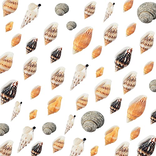 Weoxpr 2000 Pcs Tiny Sea Shells Mixed Ocean Beach Spiral Seashells Craft Charms for Home Decorations, Beach Theme Party, Candle Making, Wedding Decor, DIY Crafts, Fish Tank and Vase Filler(5 - 12mm)