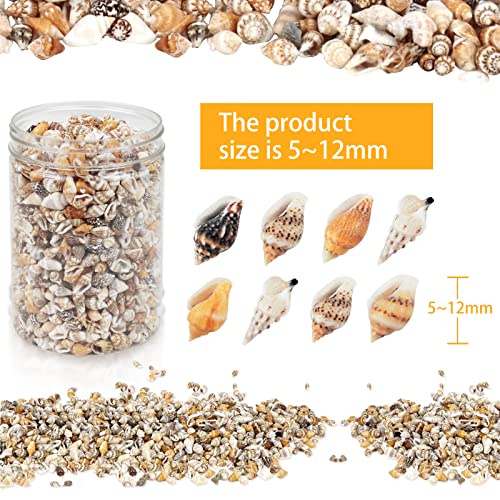 Weoxpr 2000 Pcs Tiny Sea Shells Mixed Ocean Beach Spiral Seashells Craft Charms for Home Decorations, Beach Theme Party, Candle Making, Wedding Decor, DIY Crafts, Fish Tank and Vase Filler(5 - 12mm)