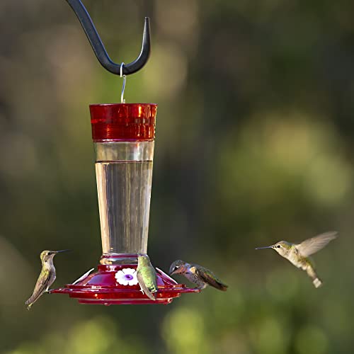 More Birds Bird Health+ Ruby Hummingbird Feeder, Glass Hummingbird Feeders for Outdoors, 4 Feeding Stations, 10 Ounces