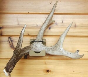shed bed wall mounted shed antler display by antleritis #7051