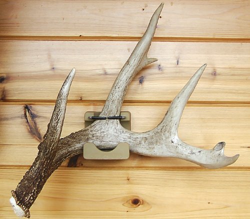 Shed Bed Wall Mounted Shed Antler Display by Antleritis #7051