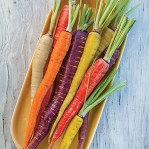 Burpee Kaleidoscope Blend Carrot Seeds | 1500 Non-GMO Seeds | Rainbow Carrot Seeds for Planting | Vegetable Seeds for Planting Home Garden | Five Colors: Red, Orange, Purple, White, and Yellow
