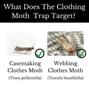 Dr. Killigan's Premium Clothing Moth Traps with Pheromones Prime | 6-Pack Non-Toxic Clothes Moth Trap with Lure for Closets & Carpet | Moth Treatment & Prevention | Case Making & Web Spinning (Black)