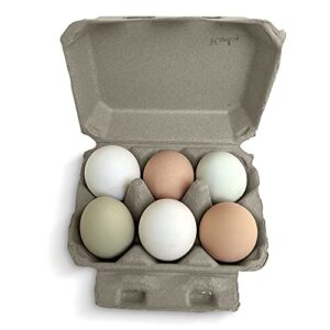 Half Dozen Egg Cartons- Henlay Blank Flat Top Six Pack (20)