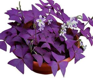 oxalis triangularis 10 bulbs – purple shamrocks lucky lovely flowers bulbs grows indoor or outdoor