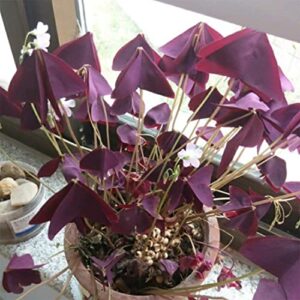 Oxalis Triangularis 10 Bulbs - Purple Shamrocks Lucky Lovely Flowers Bulbs Grows Indoor or Outdoor