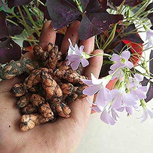 Oxalis Triangularis 10 Bulbs - Purple Shamrocks Lucky Lovely Flowers Bulbs Grows Indoor or Outdoor