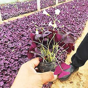 Oxalis Triangularis 10 Bulbs - Purple Shamrocks Lucky Lovely Flowers Bulbs Grows Indoor or Outdoor