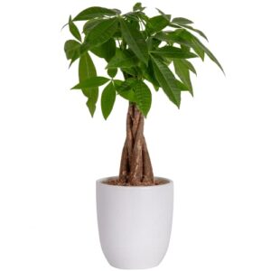 costa farms money tree, easy care live indoor plant in premium ceramic planter, unique gift for birthdays, prosperity, good luck, excellent room décor and dorm decor, 16-inches tall