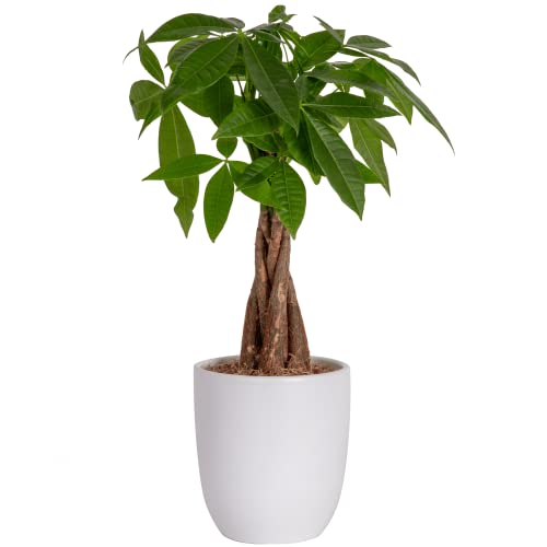 Costa Farms Money Tree, Easy Care Live Indoor Plant In Premium Ceramic Planter, Unique Gift for Birthdays, Prosperity, Good Luck, Excellent Room Décor And Dorm Decor, 16-Inches Tall