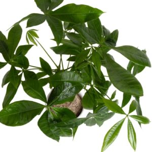 Costa Farms Money Tree, Easy Care Live Indoor Plant In Premium Ceramic Planter, Unique Gift for Birthdays, Prosperity, Good Luck, Excellent Room Décor And Dorm Decor, 16-Inches Tall