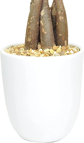 Costa Farms Money Tree, Easy Care Live Indoor Plant In Premium Ceramic Planter, Unique Gift for Birthdays, Prosperity, Good Luck, Excellent Room Décor And Dorm Decor, 16-Inches Tall